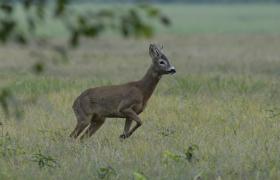 Capreolus capreolus