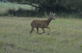 Capreolus capreolus