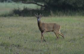 Capreolus capreolus