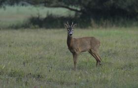 Capreolus capreolus