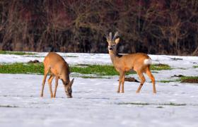 Capreolus capreolus