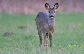 Capreolus capreolus