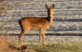 Capreolus capreolus