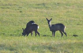 Capreolus capreolus