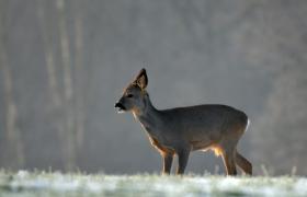 Capreolus capreolus