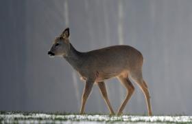 Capreolus capreolus