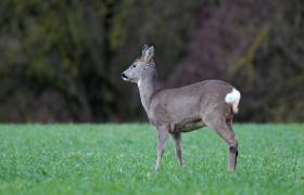 Capreolus capreolus