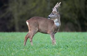 Capreolus capreolus