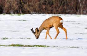 Capreolus capreolus