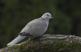 Streptopelia decaocto
