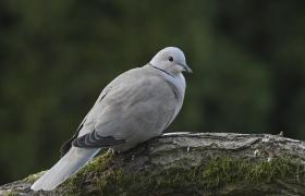 Streptopelia decaocto
