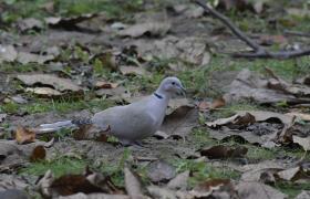 Streptopelia decaocto