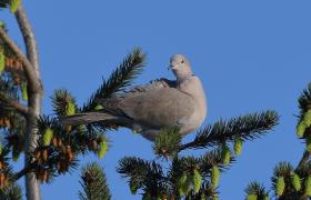 Streptopelia decaocto