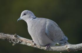 Streptopelia decaocto