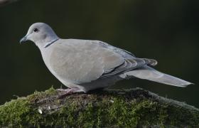 Streptopelia decaocto
