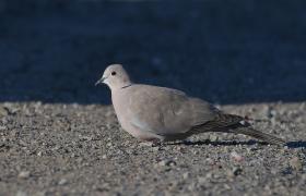 Streptopelia decaocto