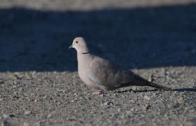 Streptopelia decaocto