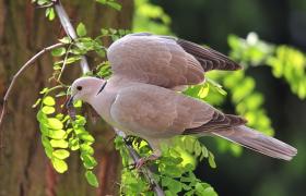 Streptopelia decaocto
