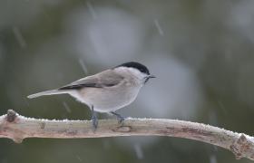 Parus palustrlis