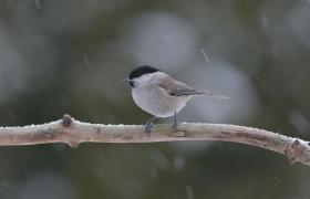 Parus palustrlis