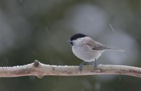 Parus palustrlis