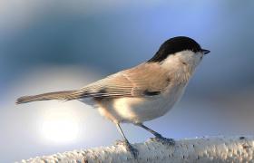 Parus palustrlis