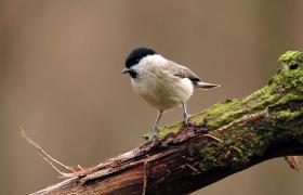 Parus palustrlis