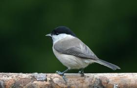 Parus palustrlis