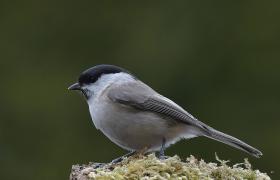 Parus palustrlis