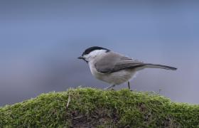 Parus palustrlis
