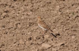 Alauda arvensis