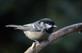 Parus ater