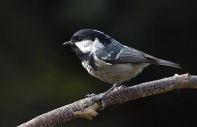Parus ater