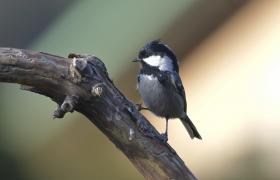 Parus ater