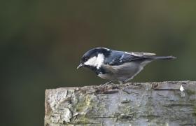 Parus ater