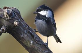 Parus ater