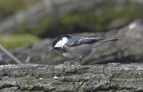 Parus ater
