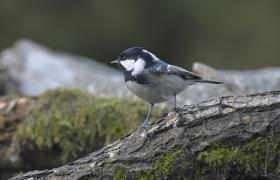 Parus ater