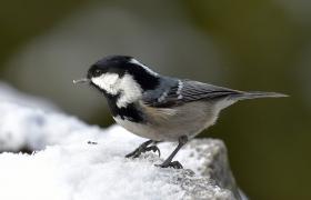 Parus ater