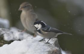 Parus ater