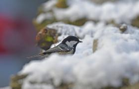 Parus ater