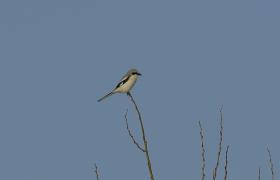 Lanius excubitor