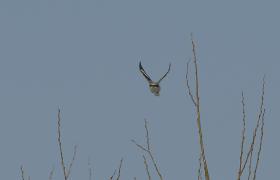 Lanius excubitor