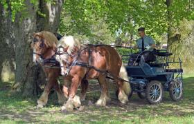 Stadnina Koni Nowe Jankowice