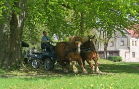 Stadnina Koni Nowe Jankowice