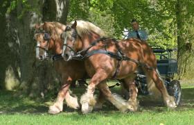 Stadnina Koni Nowe Jankowice