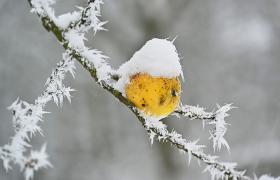 Sady starych odmian jabłoni zimą