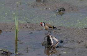Carduelis carduelis