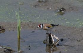 Carduelis carduelis