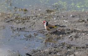 Carduelis carduelis